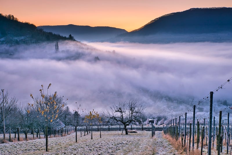 Vineyard Restaurants